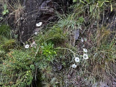 Alepidea thodei