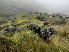 Senecio macrospermus
