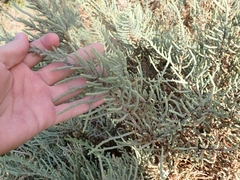 Arthrocaulon macrostachyum