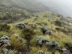 Senecio macrospermus