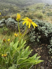 Senecio macrospermus