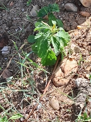 Turnera subulata