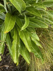 Senecio macrospermus