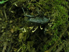 Ophiocordycipitaceae