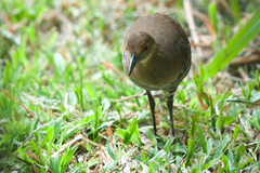 Rallina eurizonoides