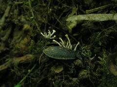 Ophiocordycipitaceae