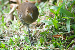 Rallina eurizonoides