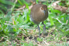 Rallina eurizonoides
