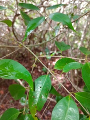 Myrciaria floribunda