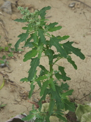 Chenopodium ficifolium