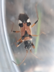 Beosus quadripunctatus