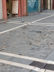 Columba livia domestica