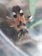 Beosus quadripunctatus