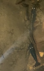 Australatya striolata