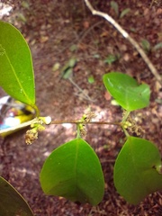 Myrciaria floribunda