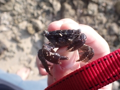 Metopograpsus frontalis