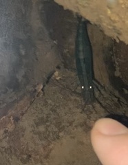 Australatya striolata