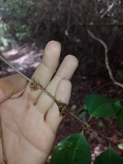 Myrciaria floribunda