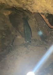 Australatya striolata