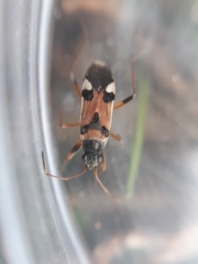 Beosus quadripunctatus