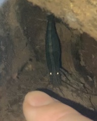 Australatya striolata