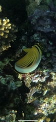 Chaetodon austriacus