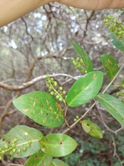 Coccoloba ramosissima