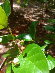 Campomanesia dichotoma