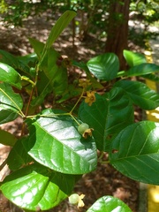 Campomanesia dichotoma