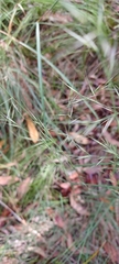 Aristida vagans