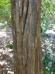 Campomanesia dichotoma