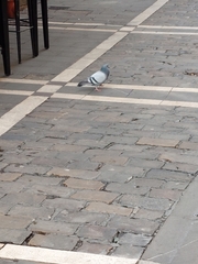 Columba livia domestica