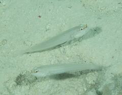 Amblygobius nocturnus