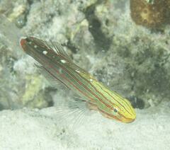 Koumansetta rainfordi