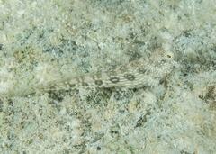 Salarias alboguttatus