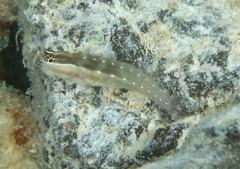 Ecsenius mandibularis