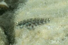 Asterropteryx semipunctata