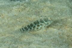 Asterropteryx semipunctata