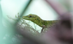 Anolis gemmosus