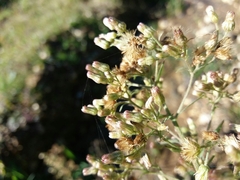 Erigeron sumatrensis