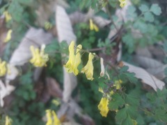 Corydalis pallida