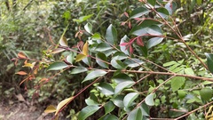 Syzygium formosanum