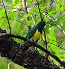 Chrysococcyx cupreus