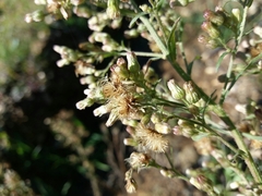 Erigeron sumatrensis