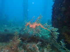 Phycodurus eques