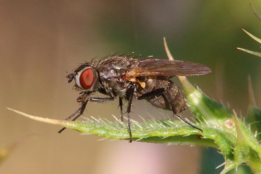 Муха рода Leucophora