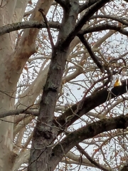 Columba livia domestica