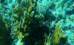 Millepora dichotoma