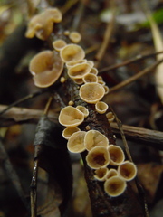 Schizophyllum amplum