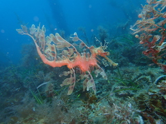 Phycodurus eques
